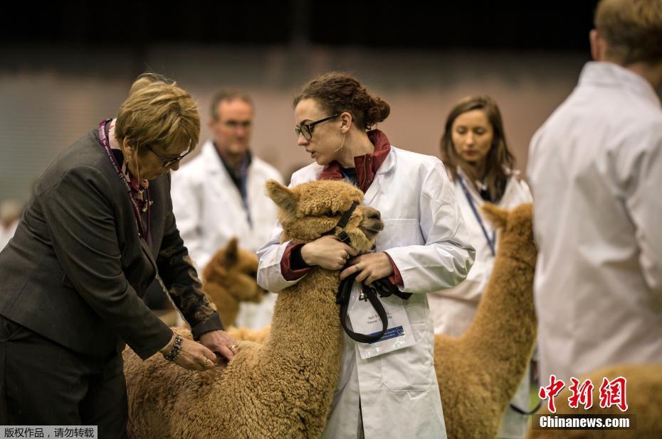 斗罗大陆2漫画免费版全集