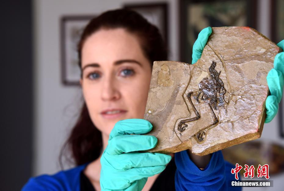 免费在线可阅读漫画成首选，却面临凯发k8国际首页登录的版权等难题待剖析？