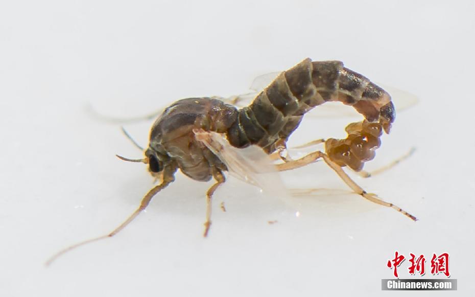 武炼巅峰漫画免费完整版