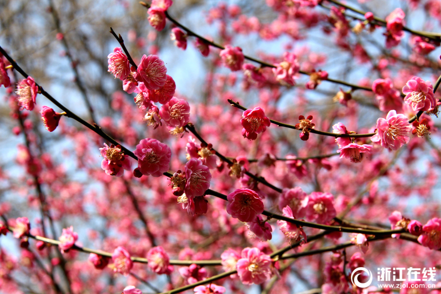 免费漫画阅站app下载安装无广告，畅享丰富漫画资源