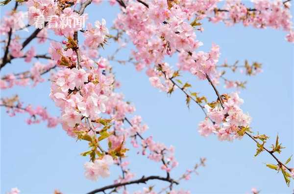 免费在线可阅读漫画成首选，却面临凯发k8国际首页登录的版权等难题待剖析？